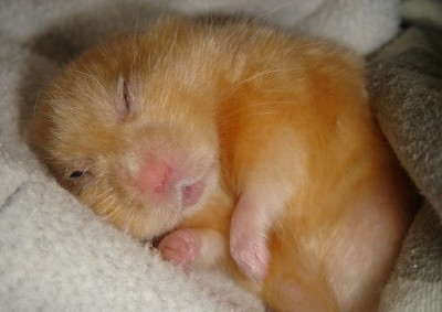 хомяк спит.jpg (58.67 КБ, Просмотров: 157801) хомяк спит.jpg